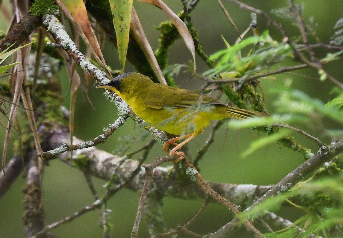 Black-lored Yellowthroat - ML631541441