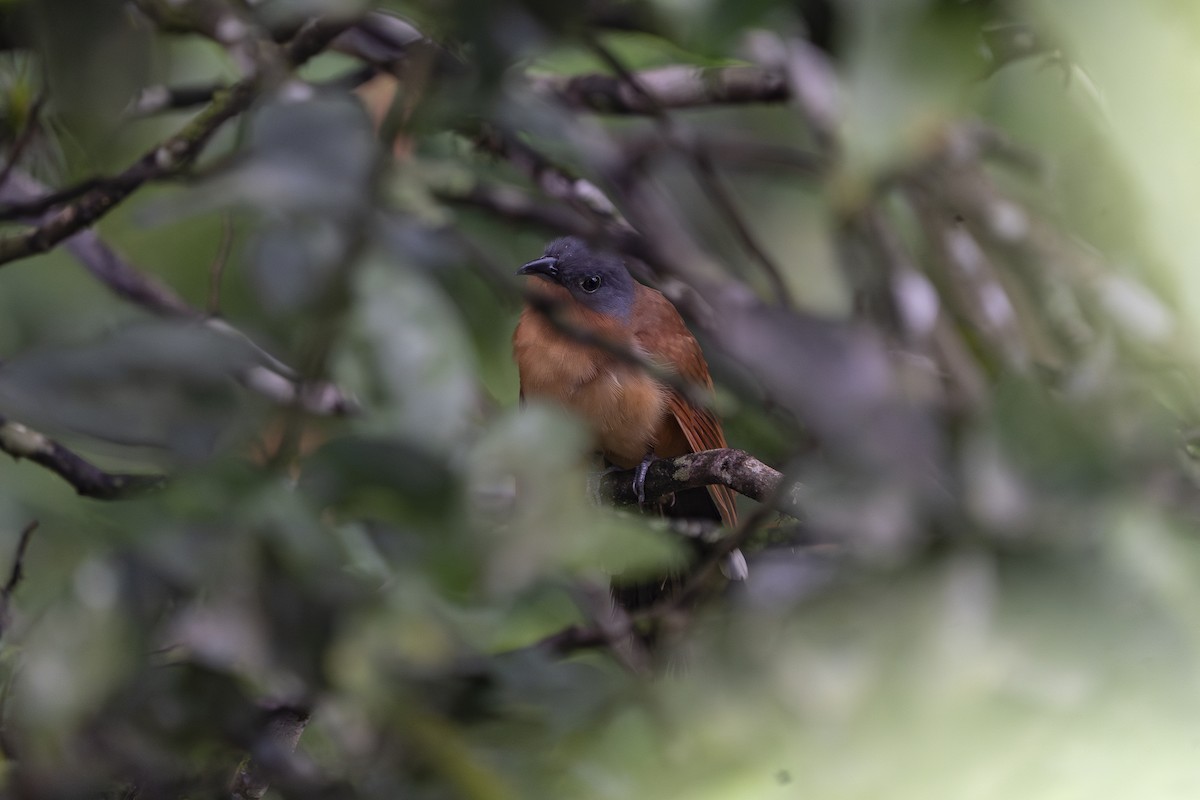 Gray-capped Cuckoo - ML631541573