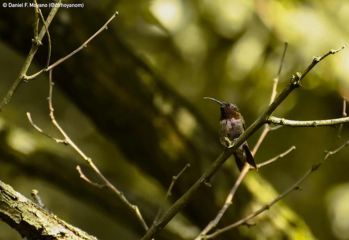 Ruby-throated Hummingbird - ML631541644