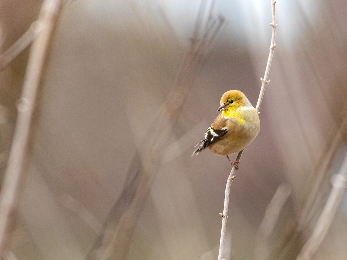 American Goldfinch - ML631541713