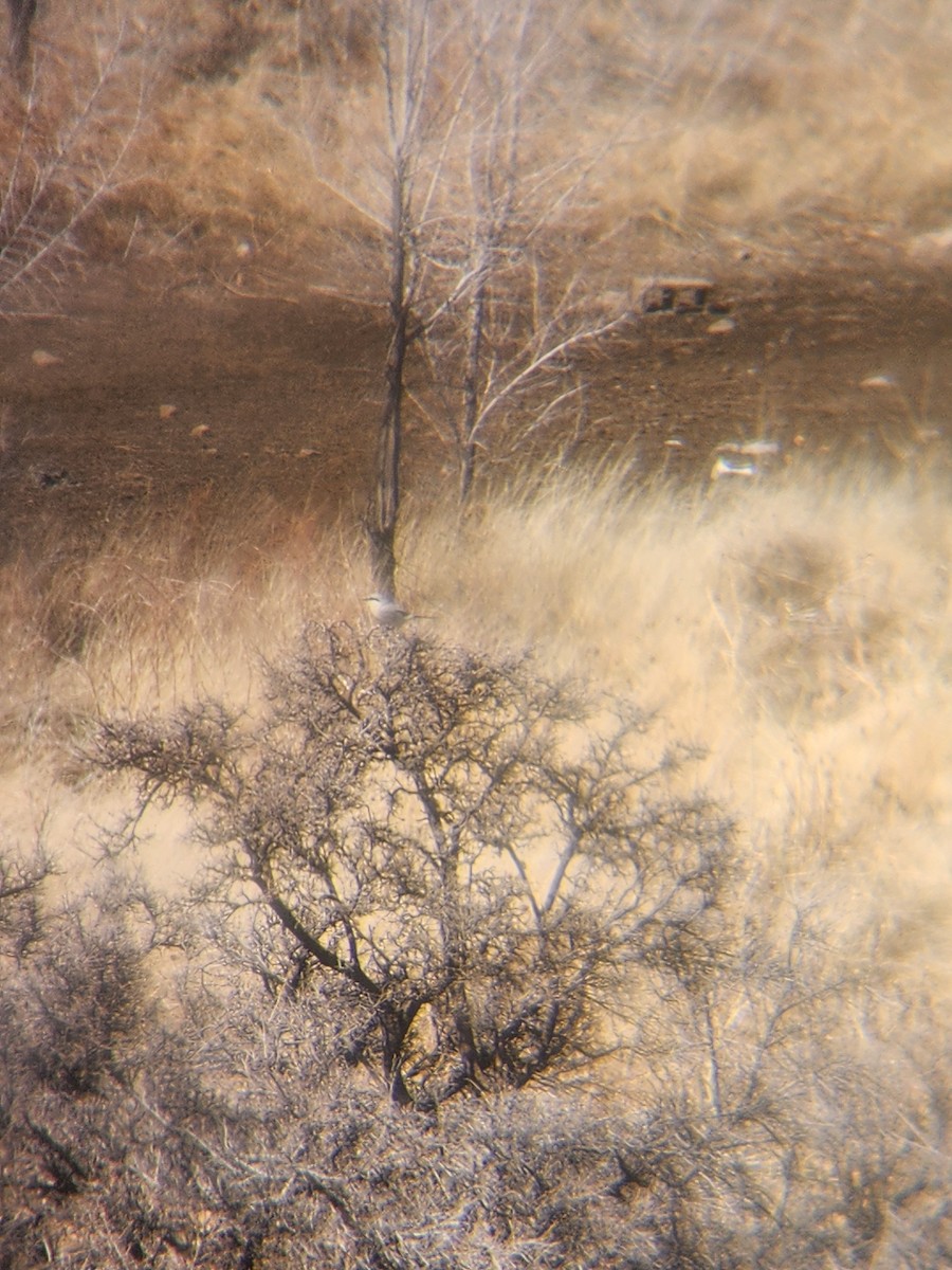 Northern Shrike - ML631541857