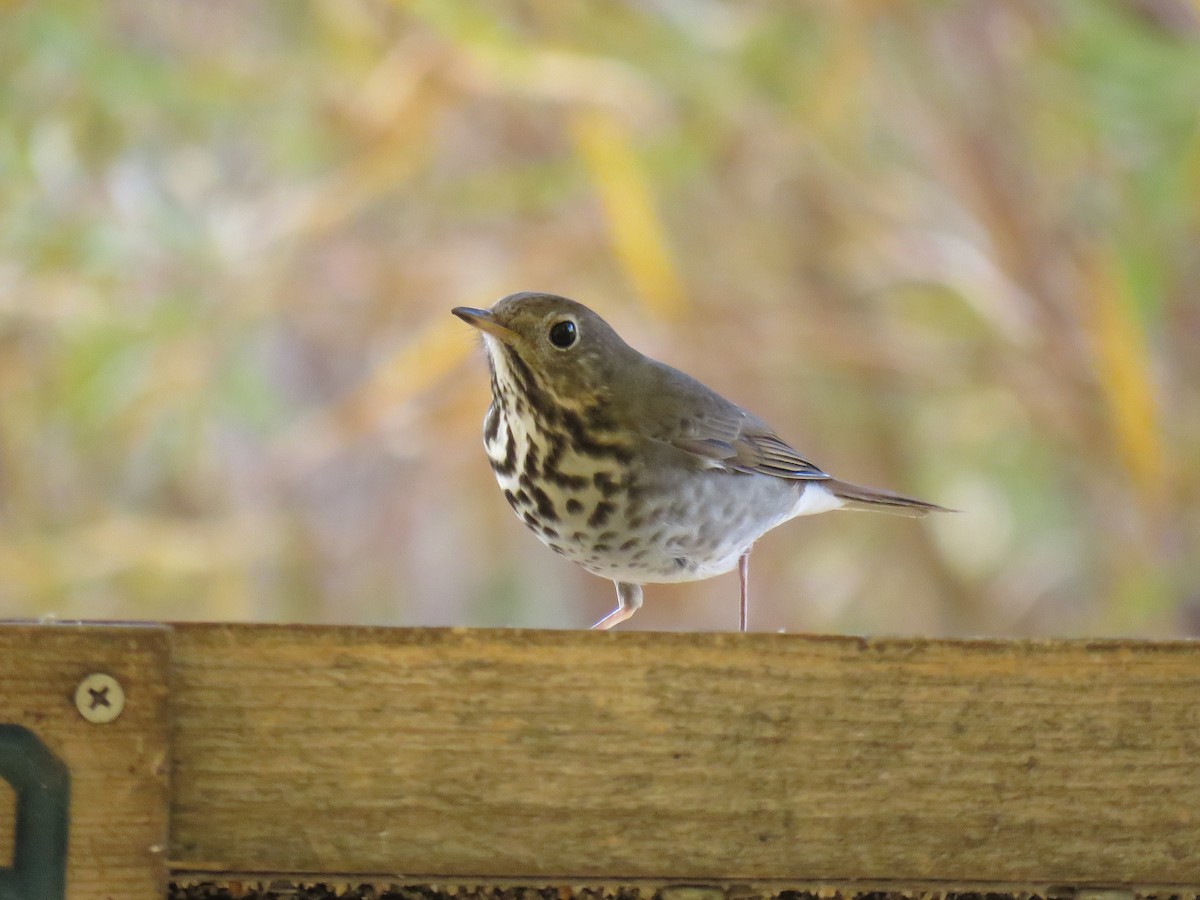 Hermit Thrush - ML631541873
