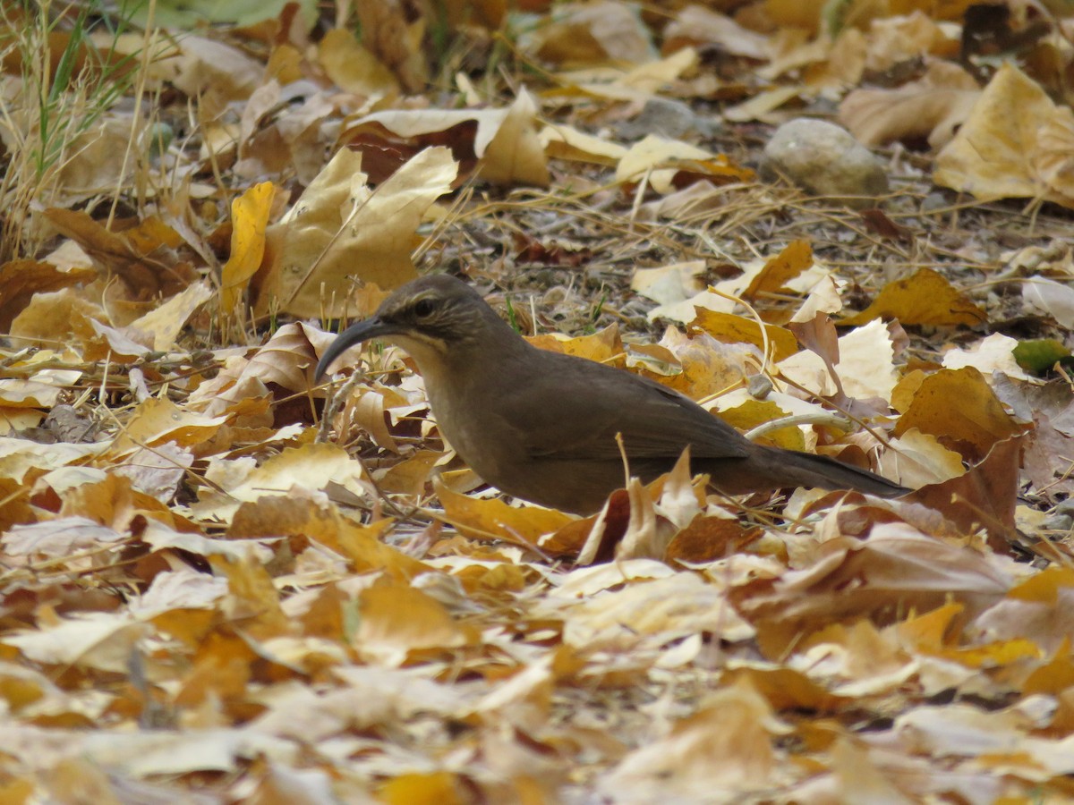 California Thrasher - ML631541931