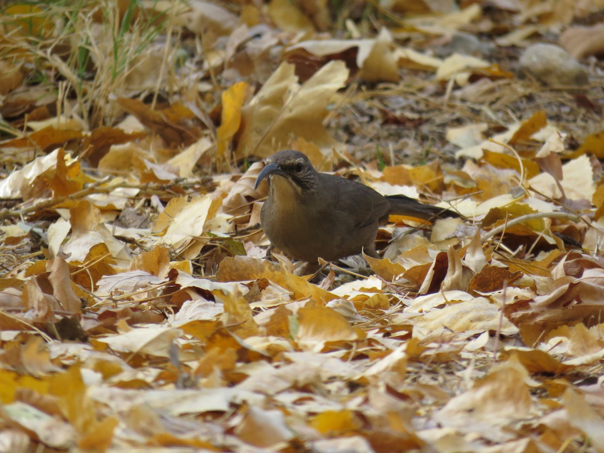 California Thrasher - ML631541935