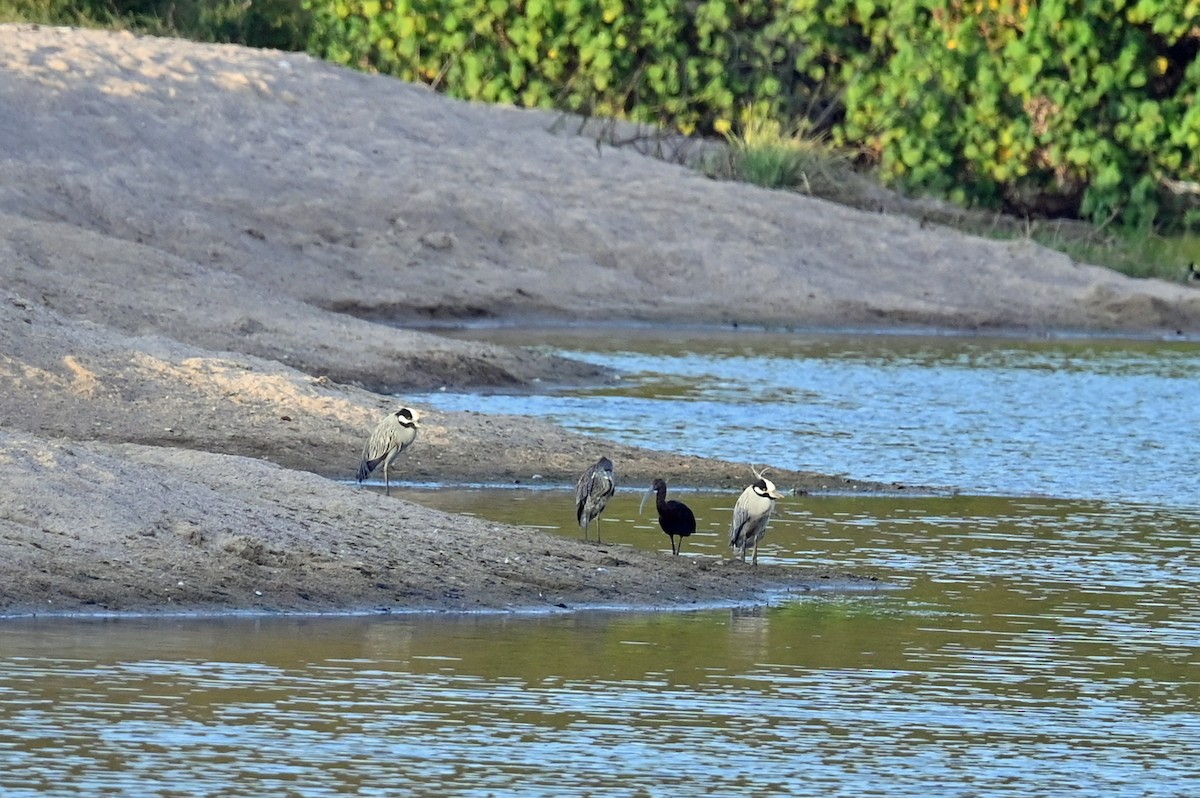 Yellow-crowned Night Heron - ML631542014