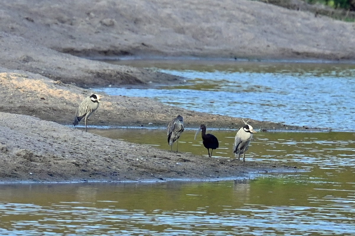 White-faced Ibis - ML631542063