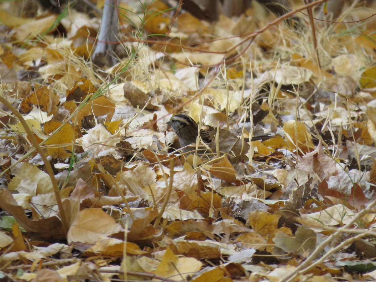 White-throated Sparrow - ML631542073