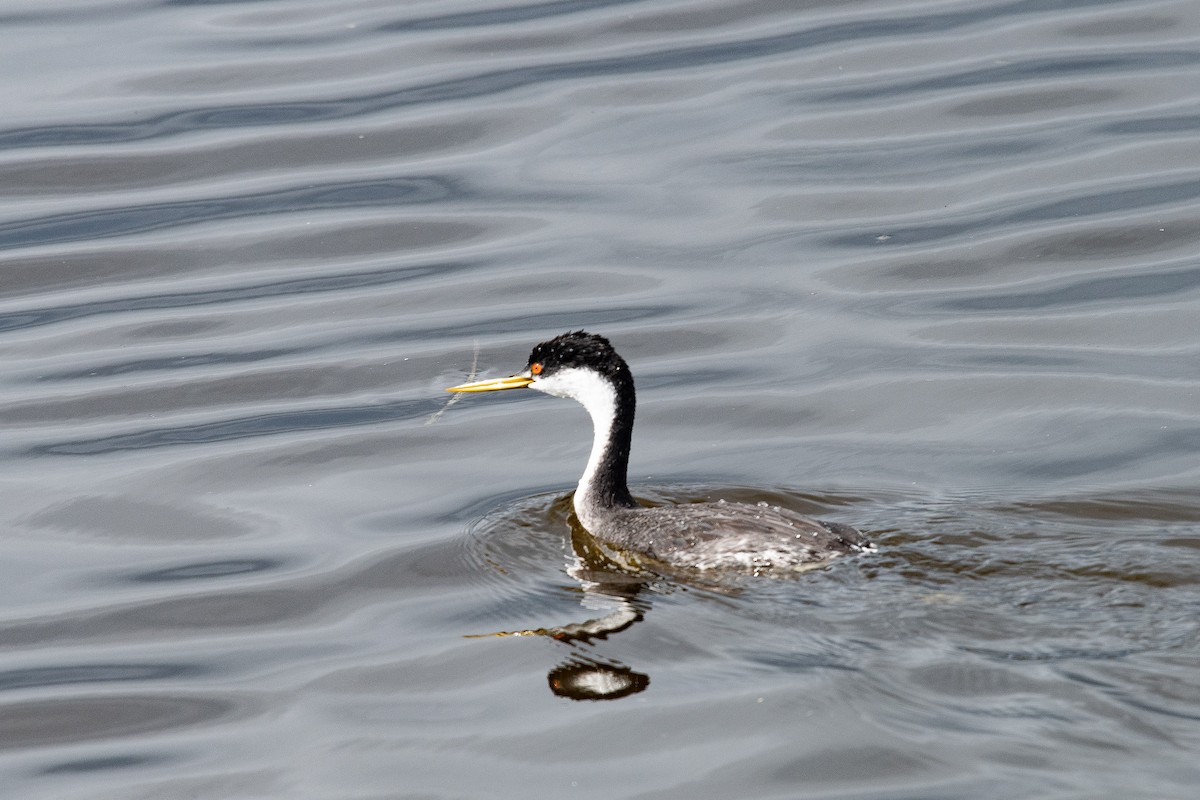 Western Grebe - ML631542145