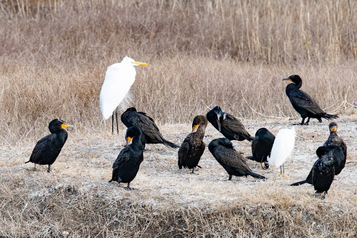 Double-crested Cormorant - ML631542149