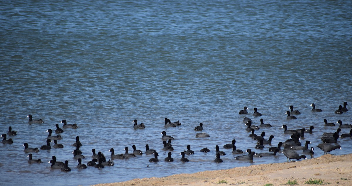 American Coot (Red-shielded) - ML631542165