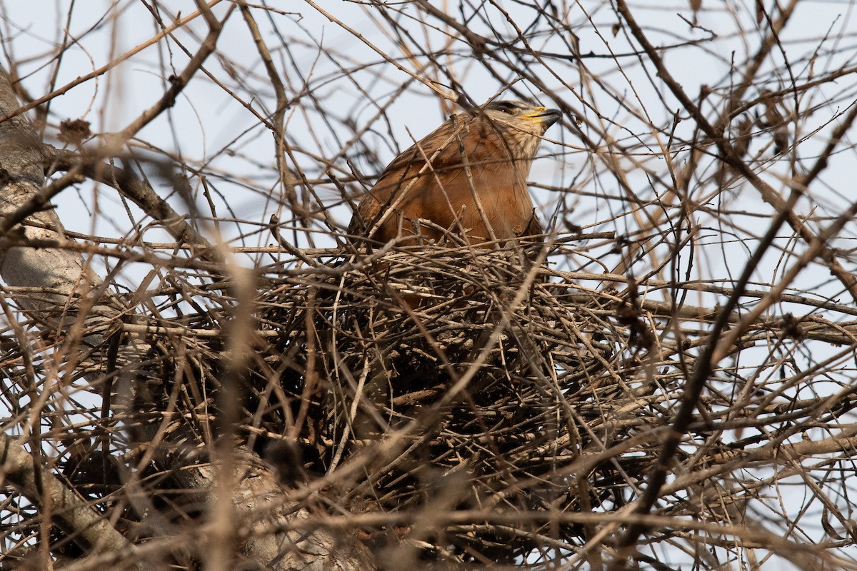 Cooper's Hawk - ML631542171