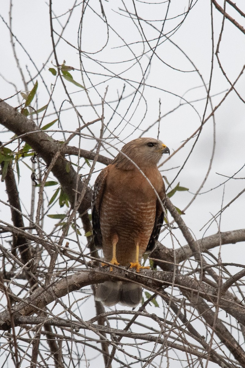 Cooper's Hawk - ML631542174