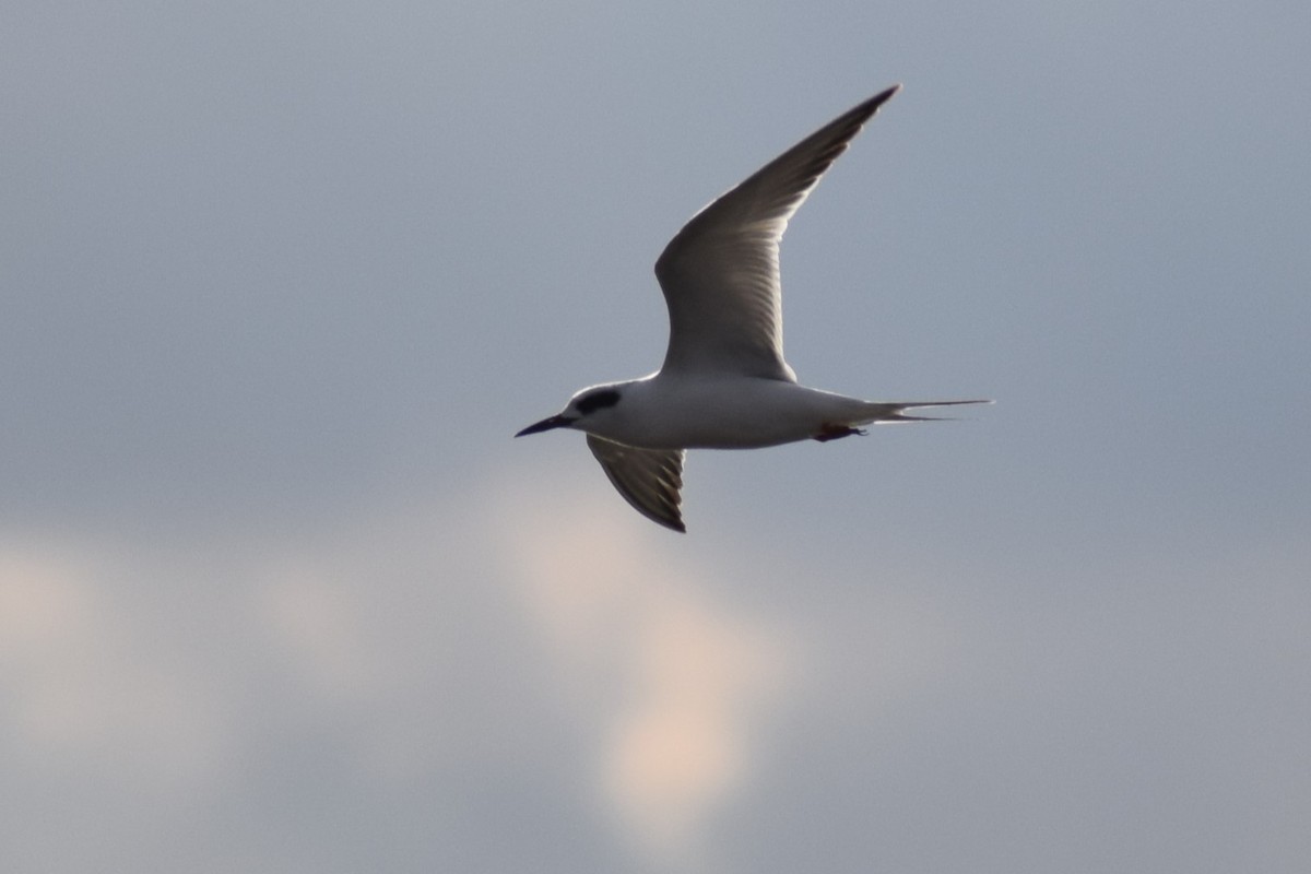 Forster's Tern - ML631542179