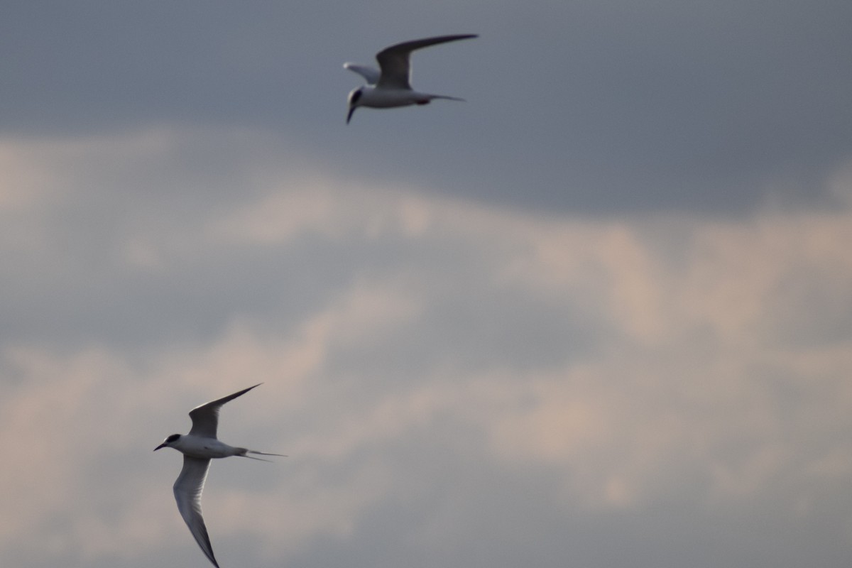 Forster's Tern - ML631542180