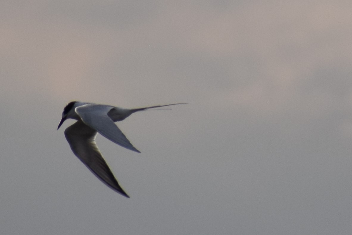 Forster's Tern - ML631542181