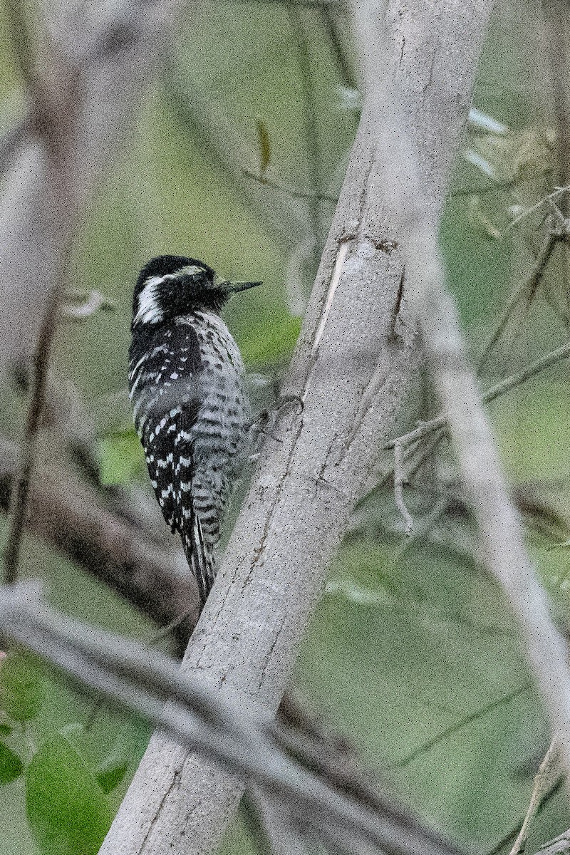 Nuttall's Woodpecker - ML631542185