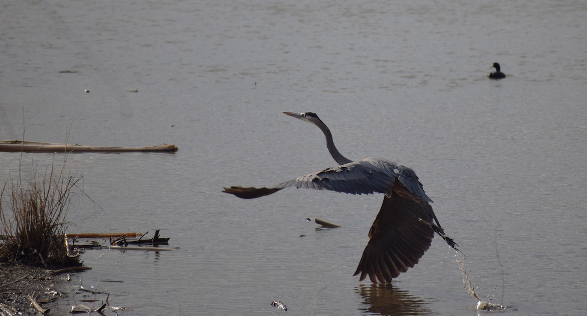 Great Blue Heron (Great Blue) - ML631542187