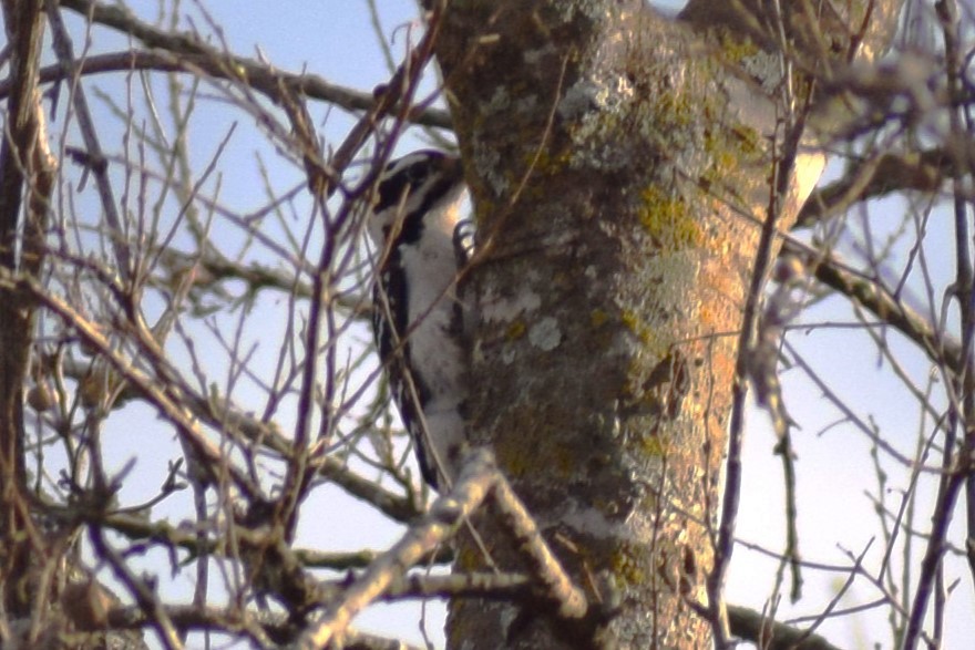 Hairy Woodpecker - ML631542192