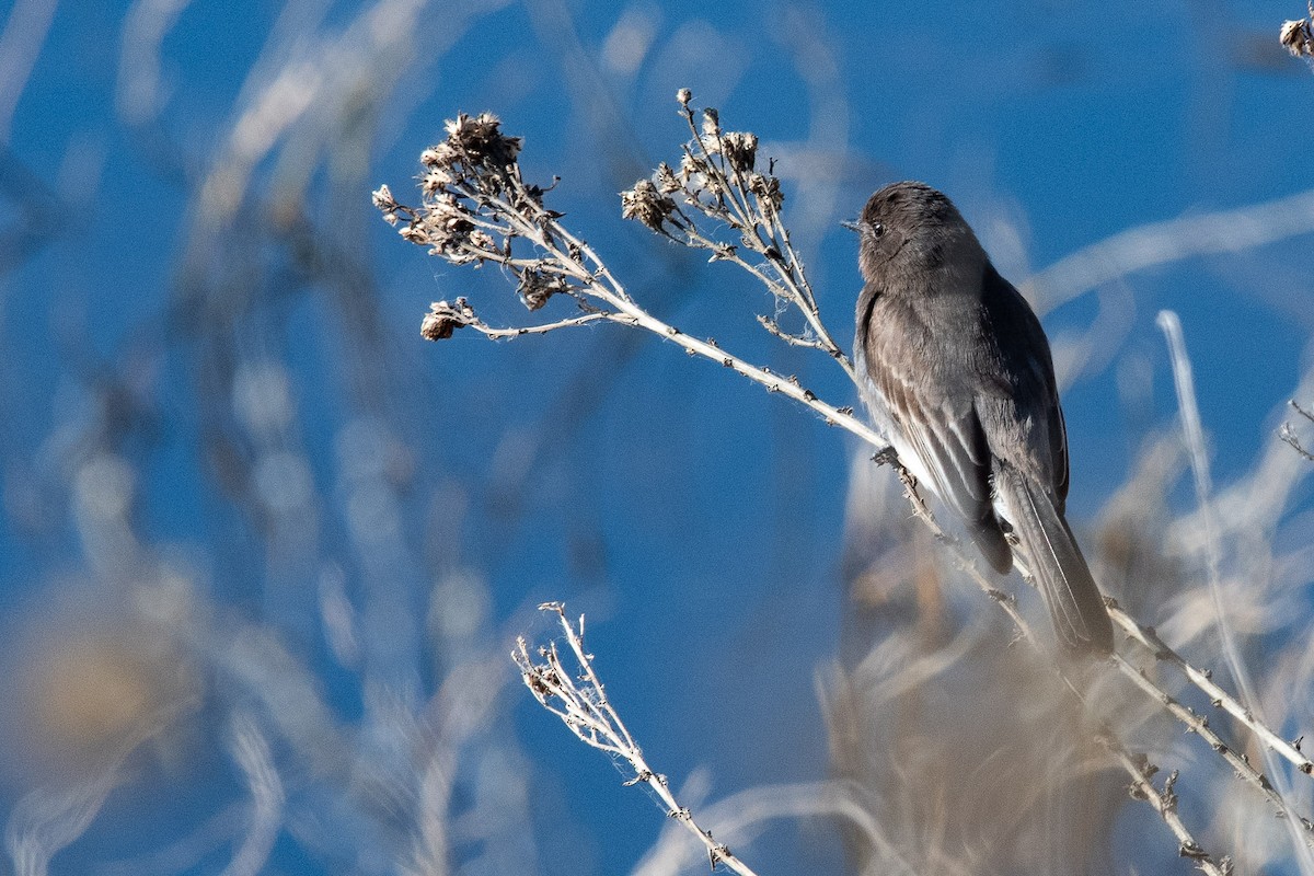 Bushtit - ML631542193