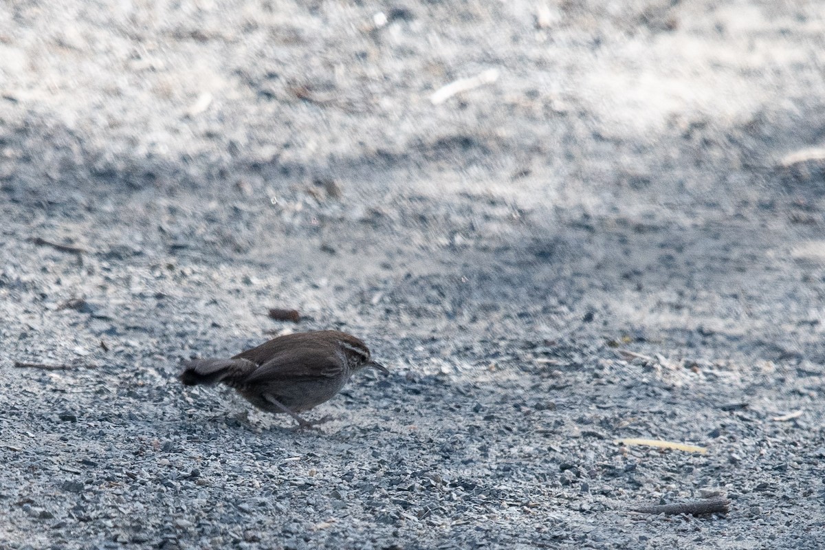 Bewick's Wren - ML631542199