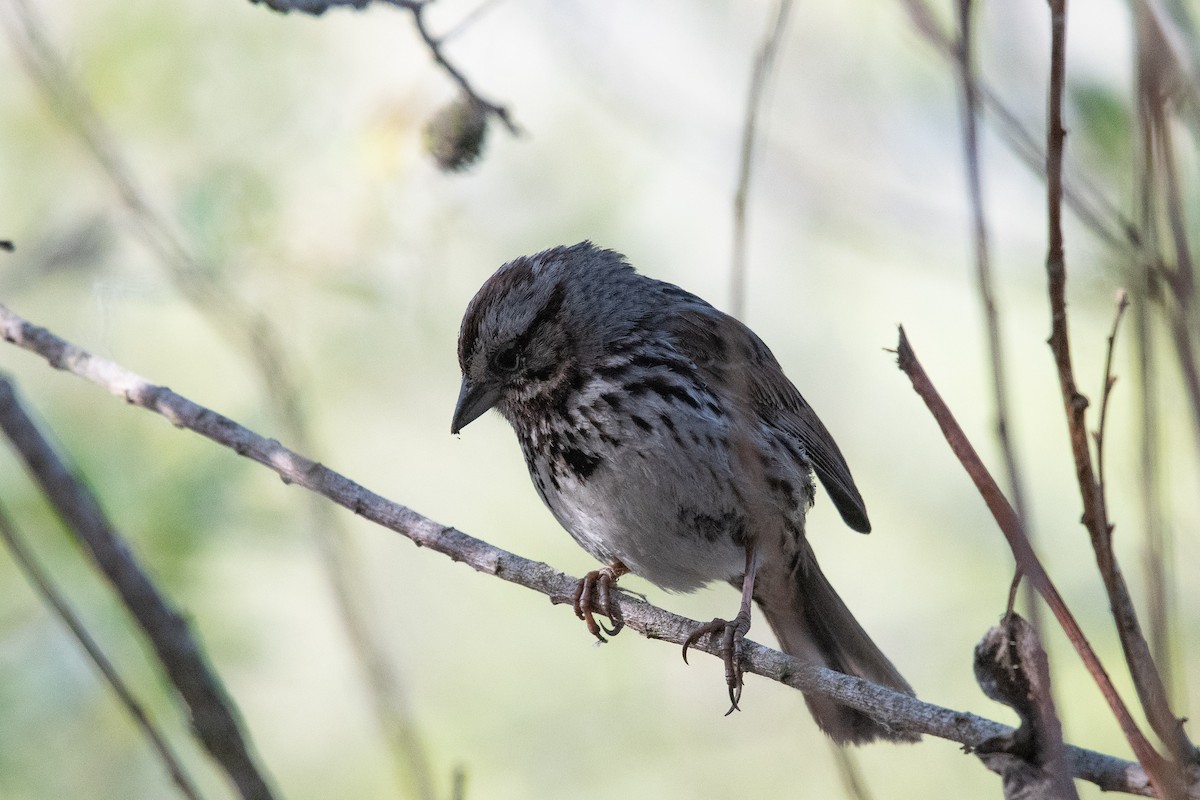 Song Sparrow - ML631542207