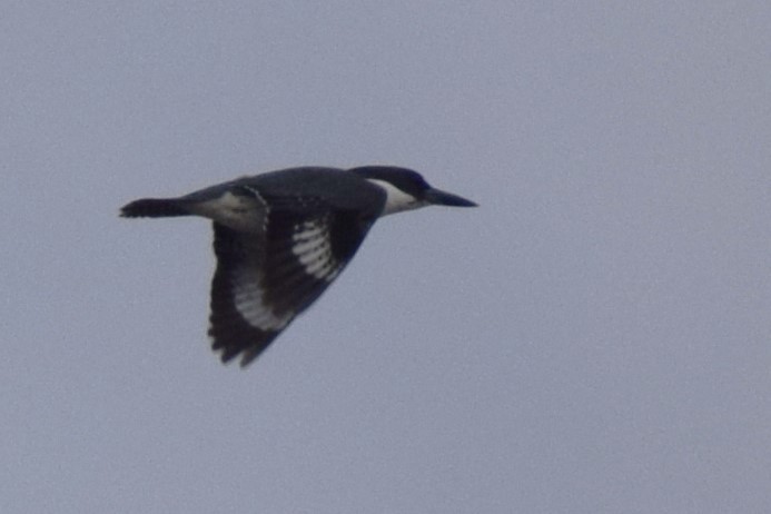 Belted Kingfisher - ML631542208