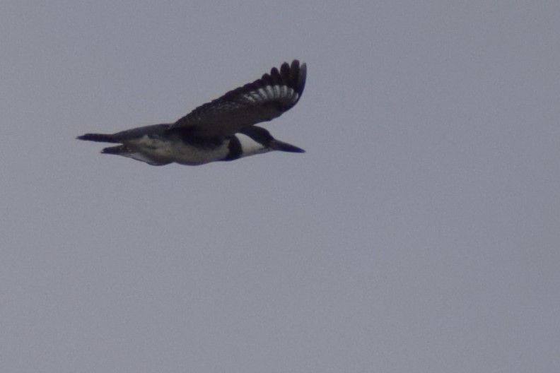 Belted Kingfisher - ML631542209