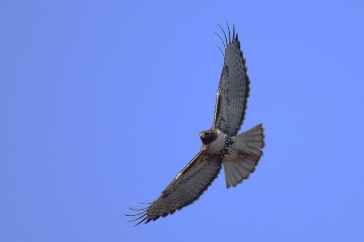 Red-tailed Hawk - ML631542211