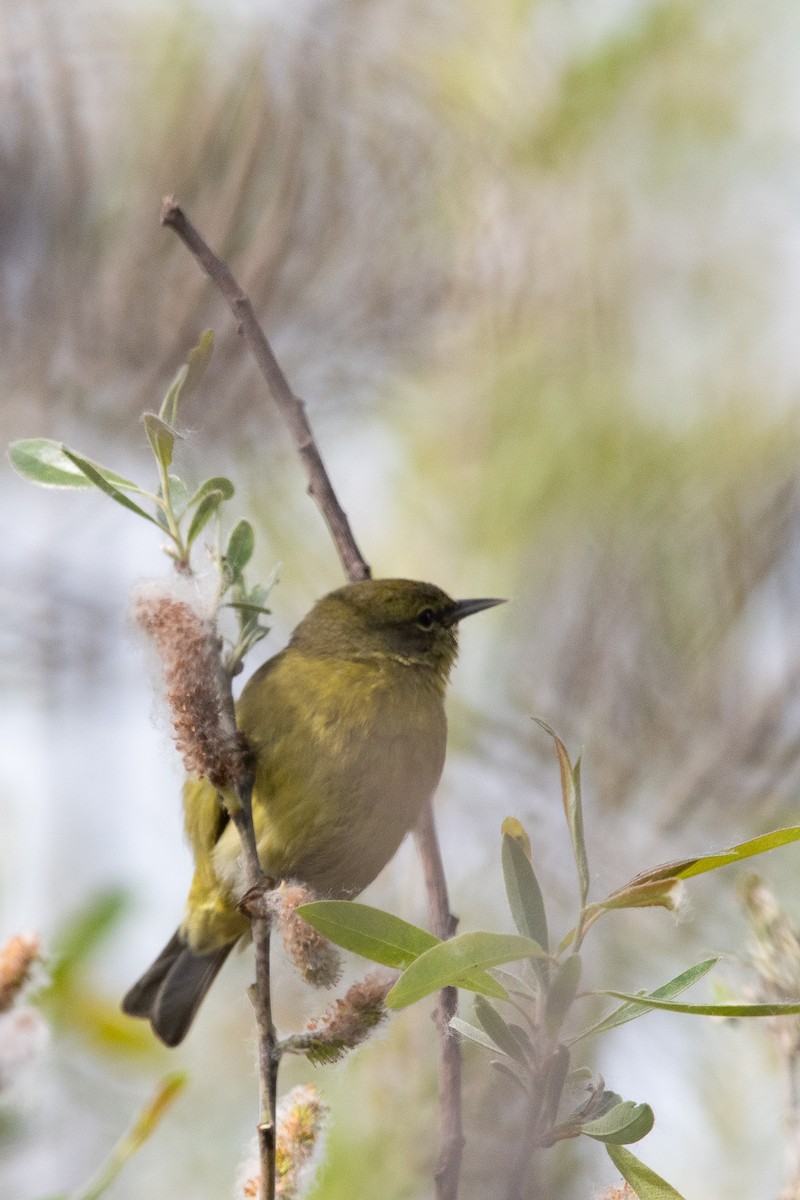 Orange-crowned Warbler - ML631542221