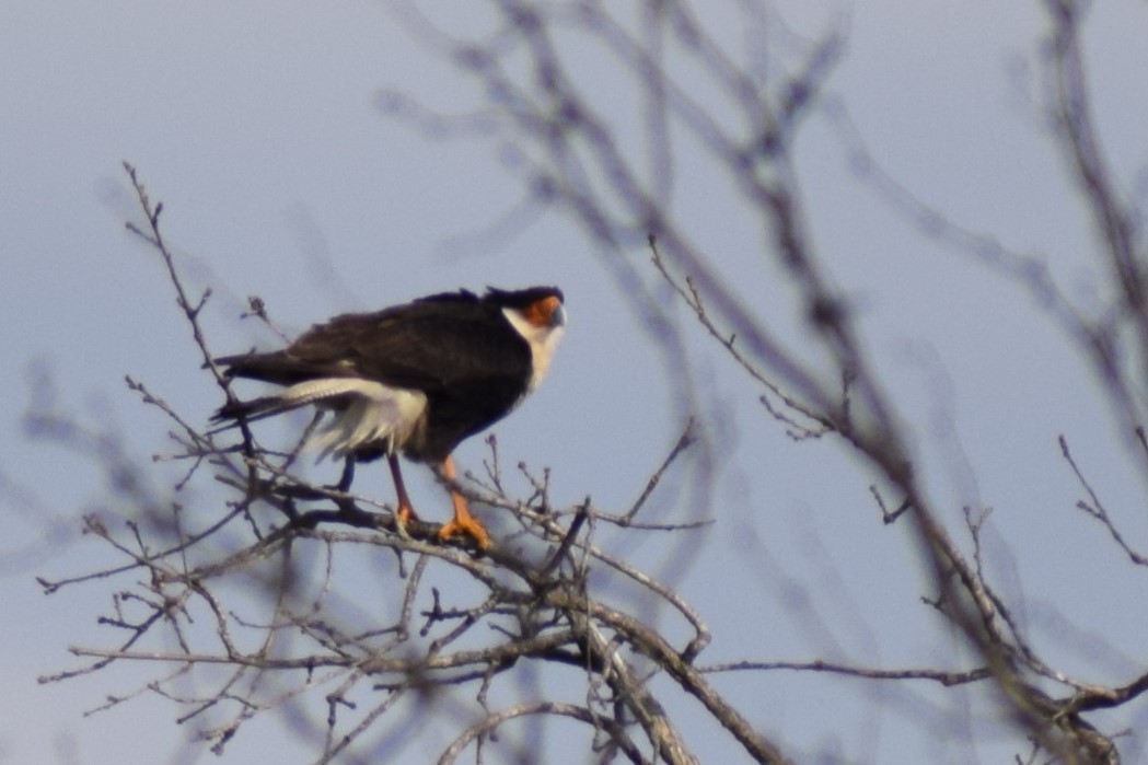 Crested Caracara (Northern) - ML631542239