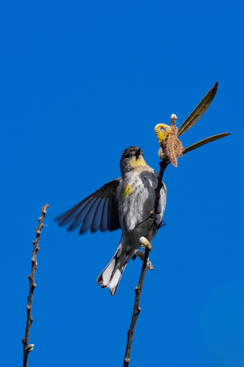 Yellow-rumped Warbler - ML631542244