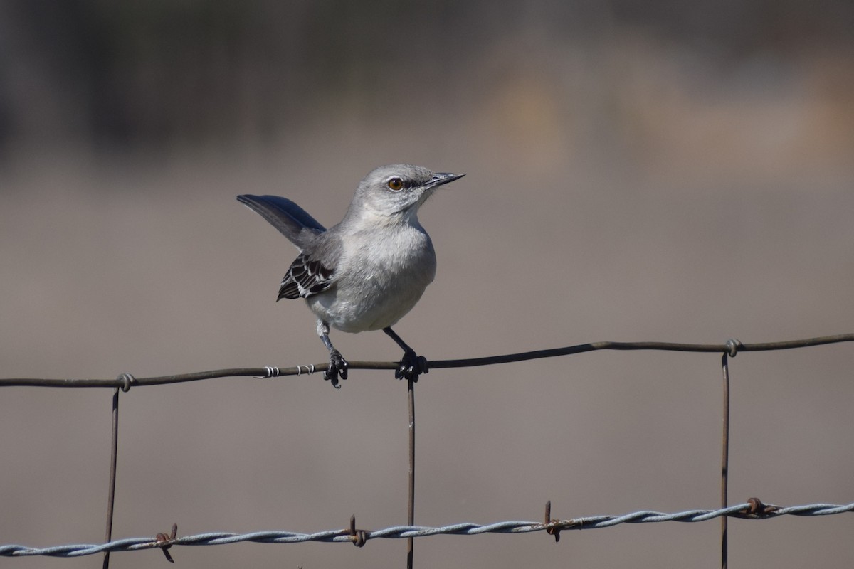 Northern Mockingbird - ML631542251