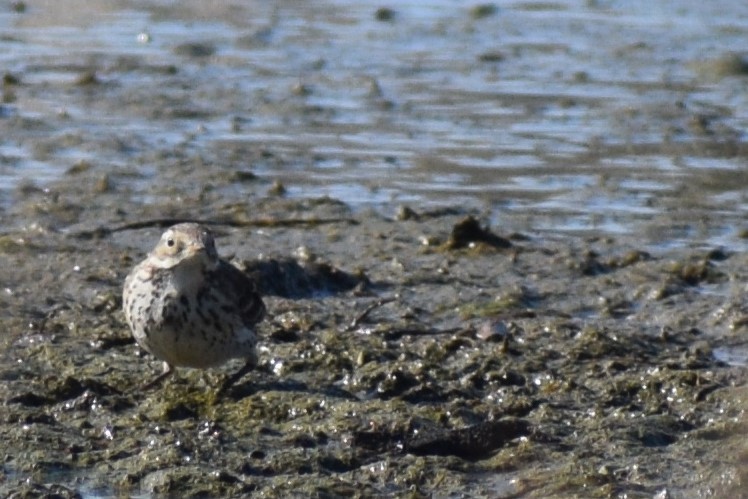American Pipit - ML631542253