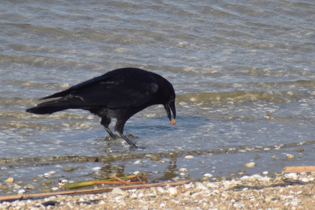 American Crow - ML631542268