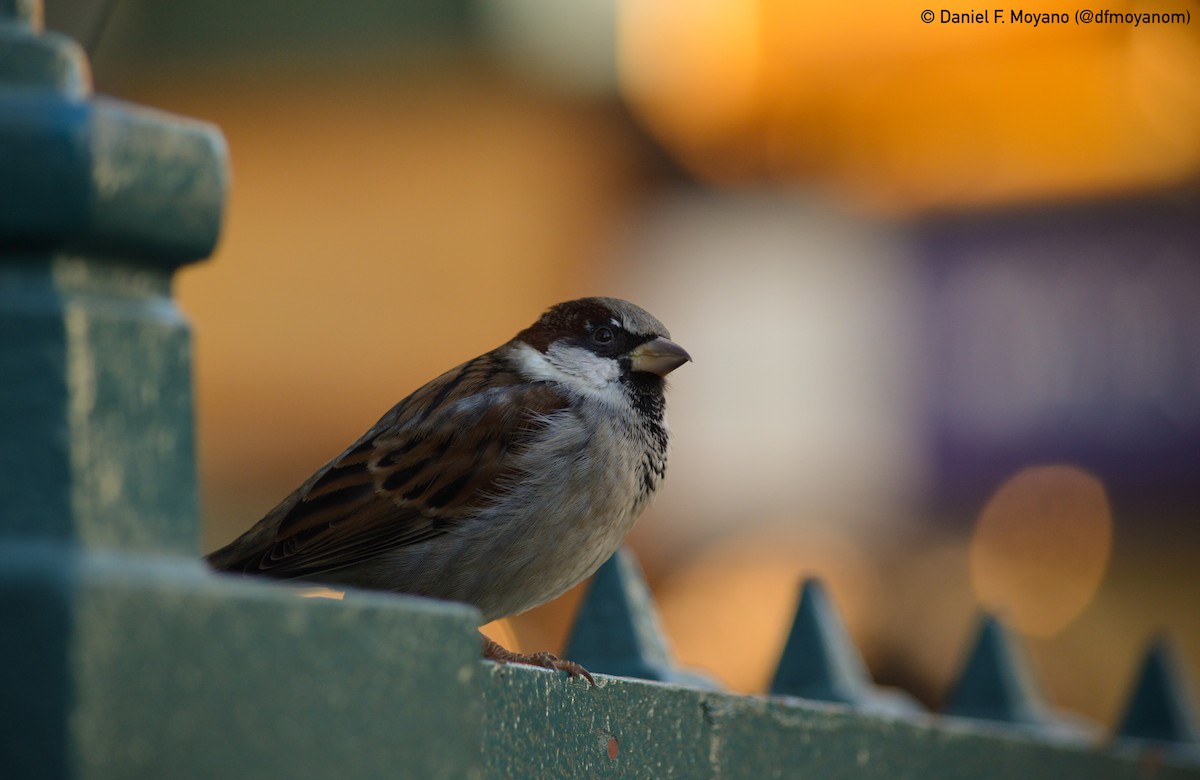 House Sparrow - ML631542281