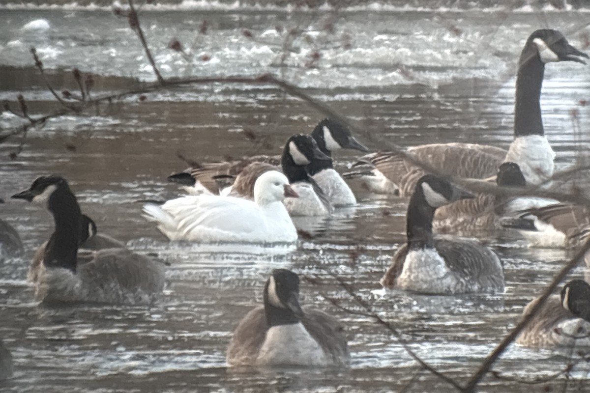 Ross's Goose - ML631542784