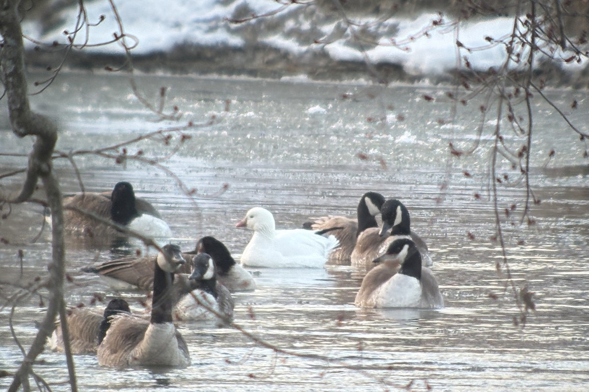 Ross's Goose - ML631542816