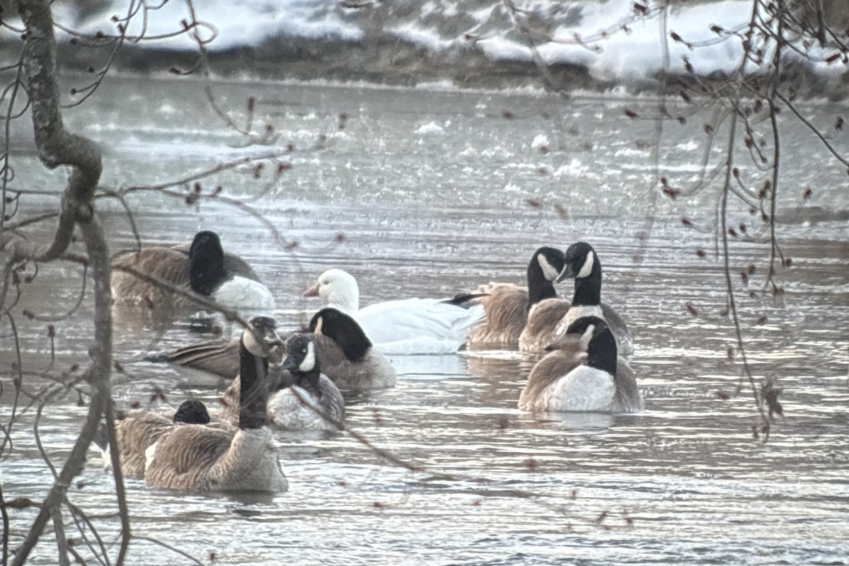 Ross's Goose - ML631542820