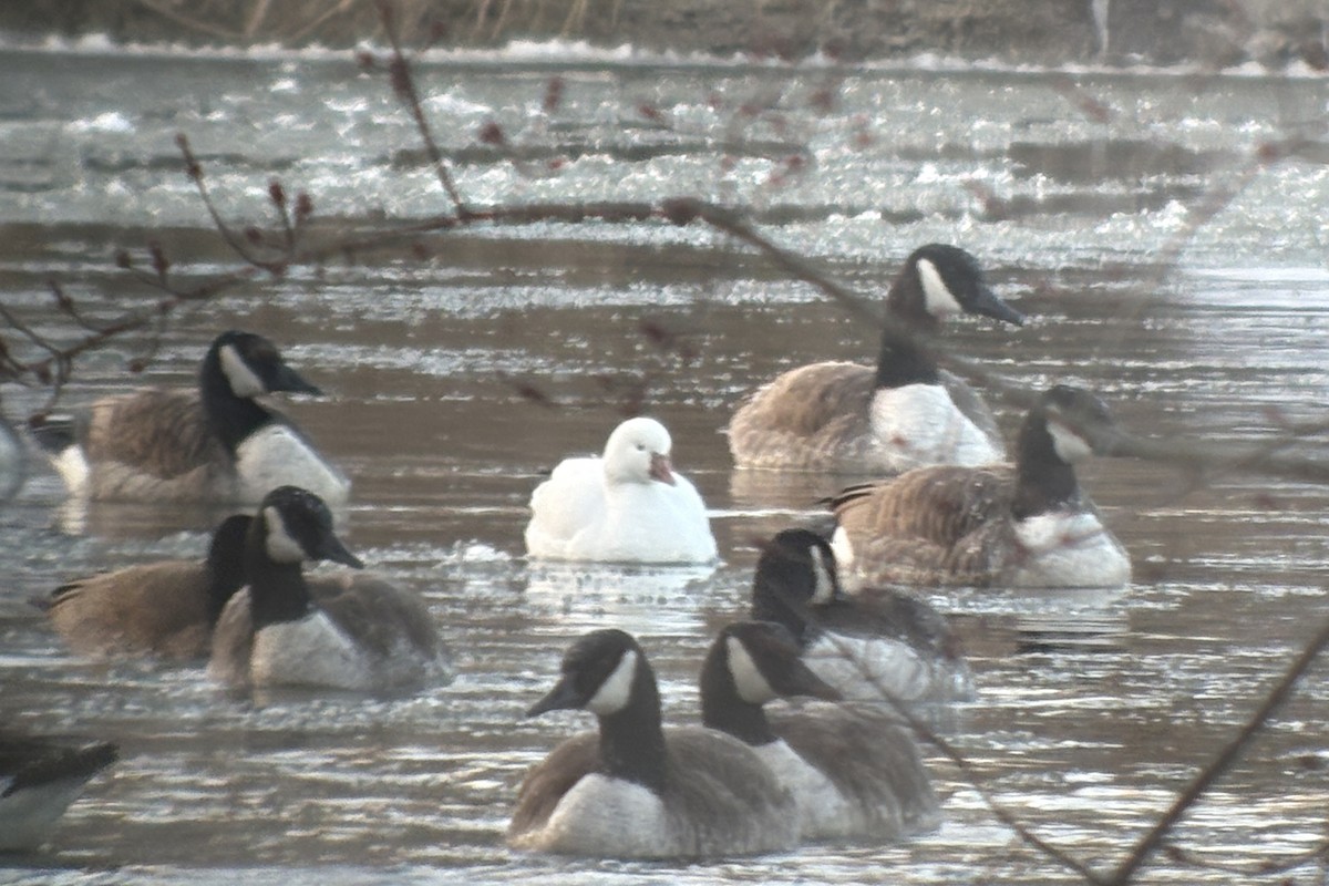 Ross's Goose - ML631542832