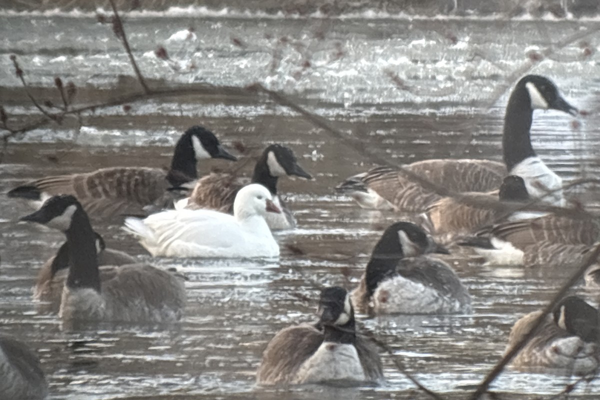 Ross's Goose - ML631542835