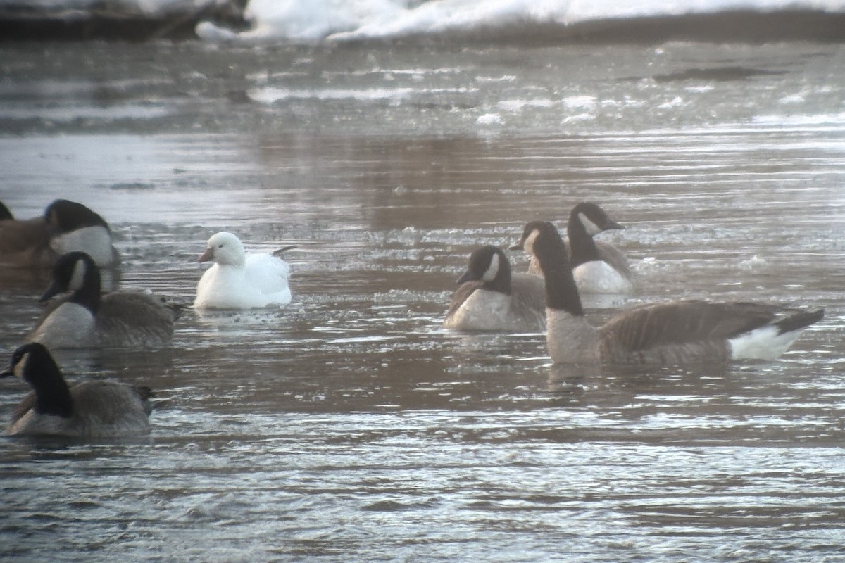 Ross's Goose - ML631542856