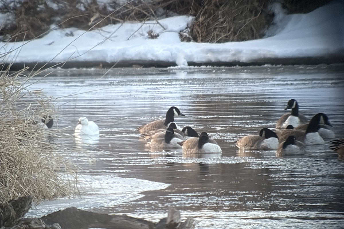 Ross's Goose - ML631542861