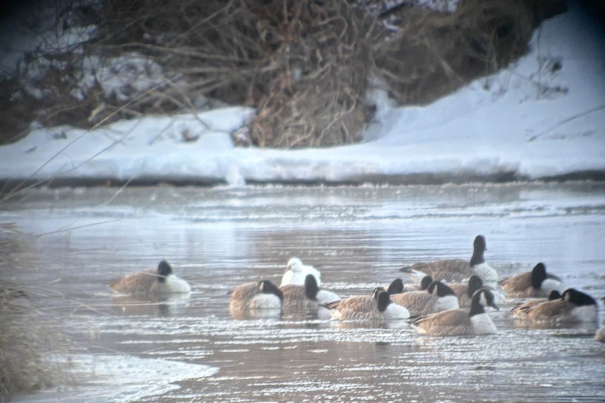 Ross's Goose - ML631542863