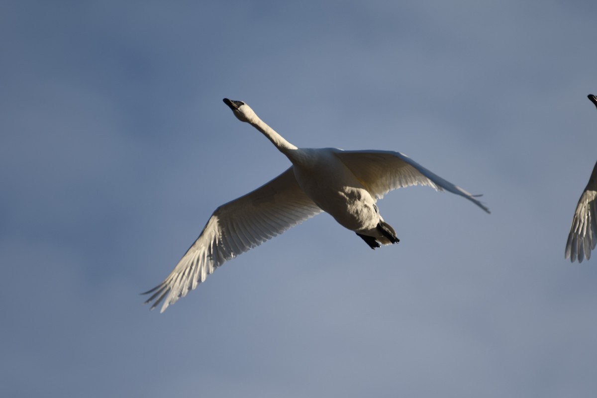 Trumpeter Swan - Austin Knight