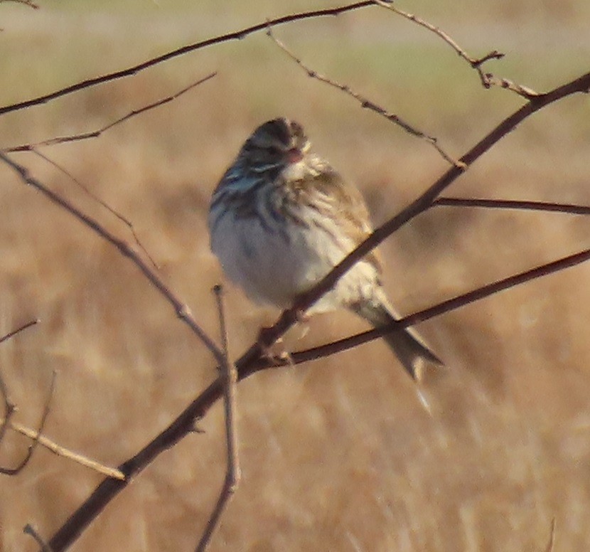 Savannah Sparrow - ML631543434