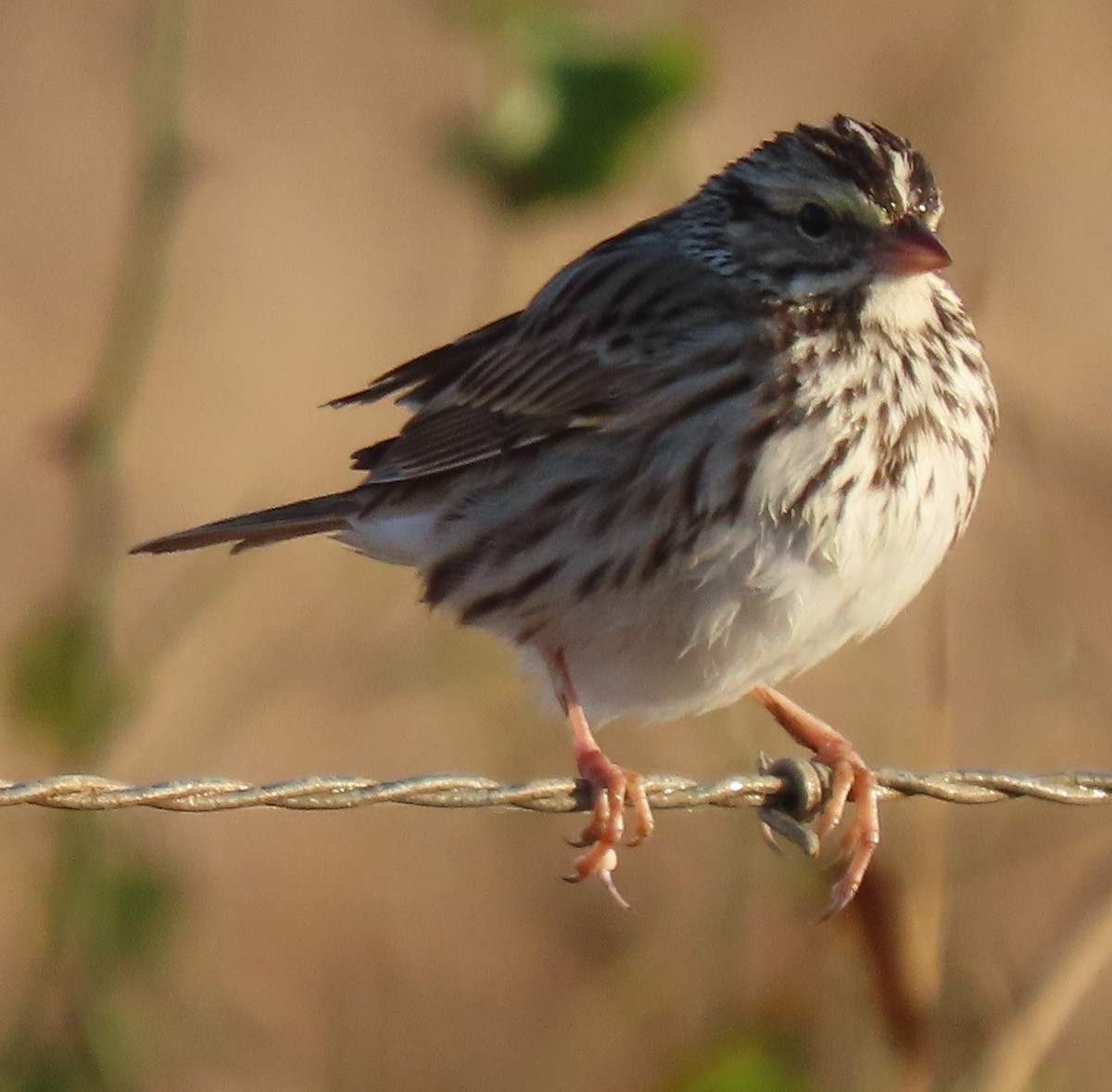 Savannah Sparrow - ML631543435