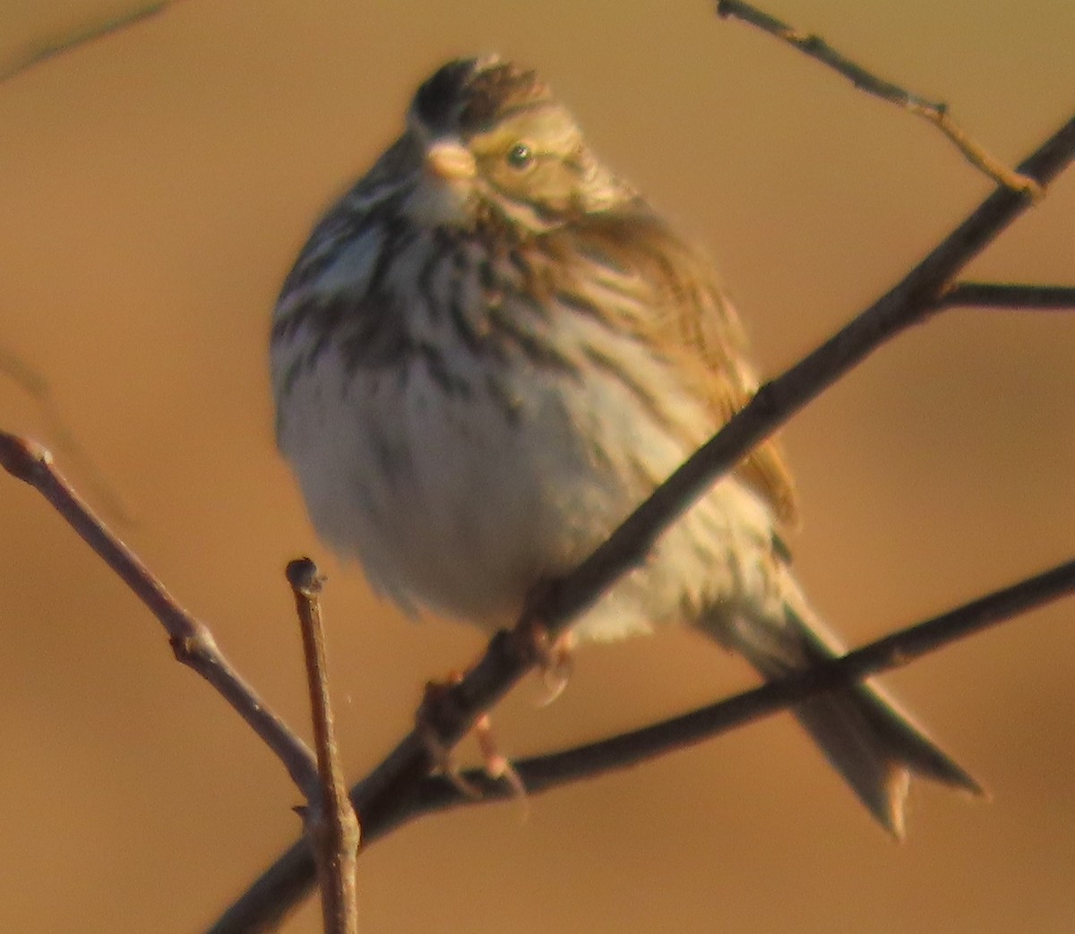 Savannah Sparrow - ML631543436