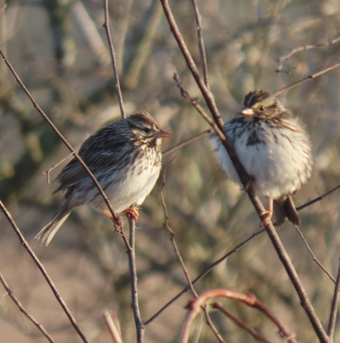 Savannah Sparrow - ML631543437