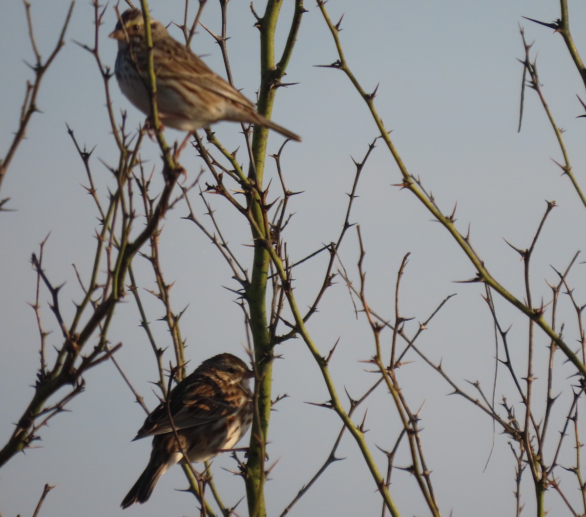 Savannah Sparrow - ML631543438