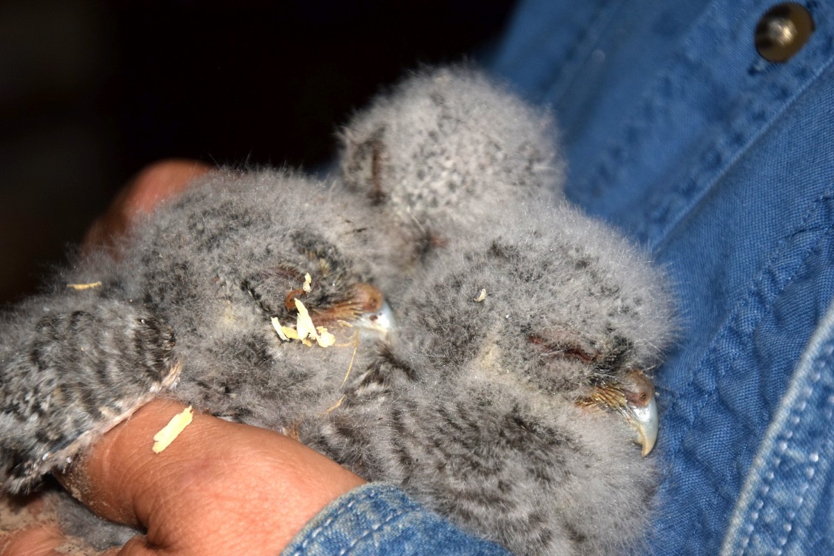 Eastern Screech-Owl - ML63154351